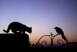 Ворона и кошка